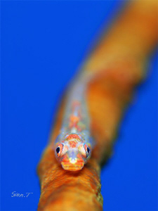 Wipe coral goby by Sven Tramaux 